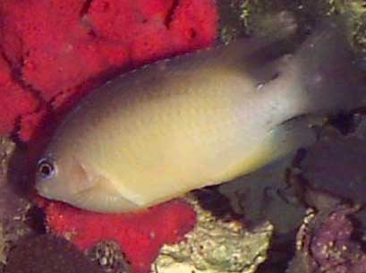 人工繁殖的海水热带鱼有哪些？