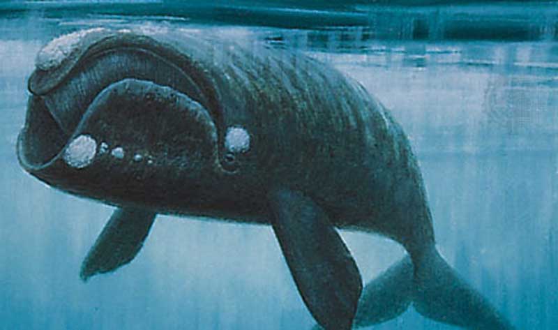 露脊鲸品种分类有哪些？