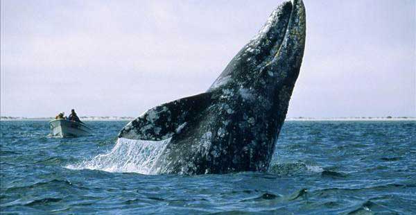 灰鲸生活习性及地理分布特点特征