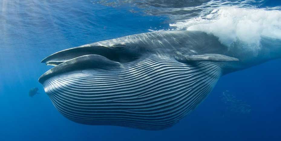 布氏鲸 bù shì jīng Balaenoptera brydei 鳀鲸,拟大须鲸