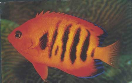 麒麟神仙，橘色刺尻鱼分布特点及生活习性特征