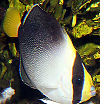 黄尾荷包鱼外形特点及分布特征