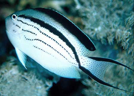 拉马克神仙鱼品种简介及外形特征