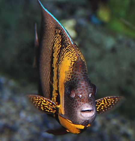 金圈神仙鱼生活习性特点