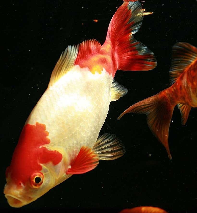 草金鱼 cǎo jīn yú  Goldfish 金鲫鱼