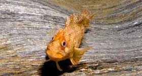 东波鳚 dōng bō wèi  Tompot blenny