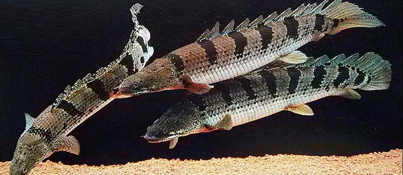 斑节恐龙鱼 bān jiē kǒng lóng yú  Polypterus delhezi