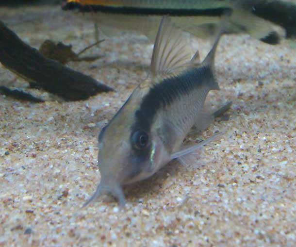 印第安鼠 yìn dì ān shǔ Corydoras arcuatus