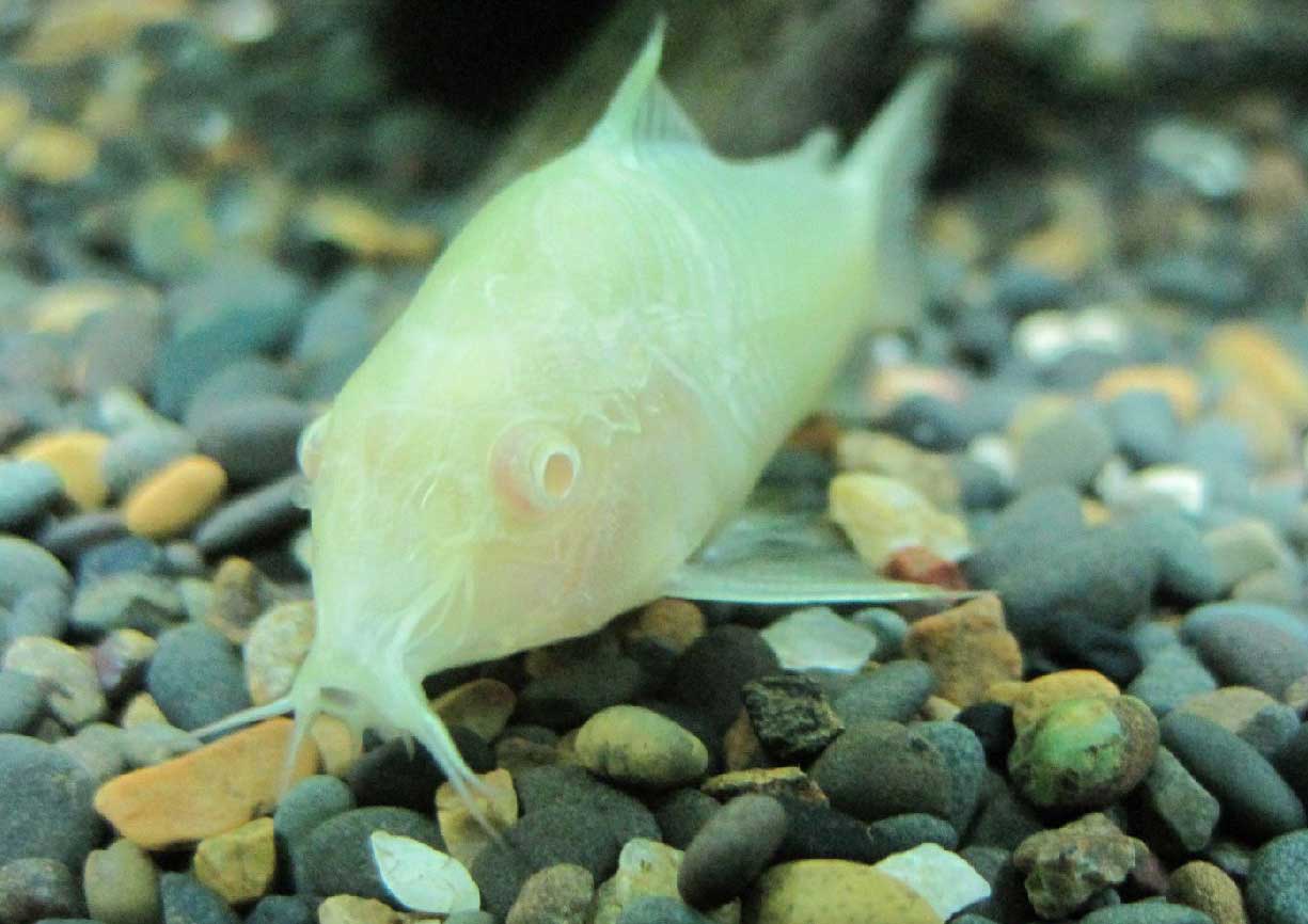 白鼠鱼的繁殖与饲养注意事项
