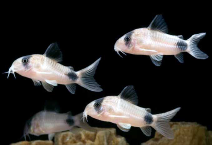 熊猫鼠鱼 xióng māo shǔ yú  Corydoras panda