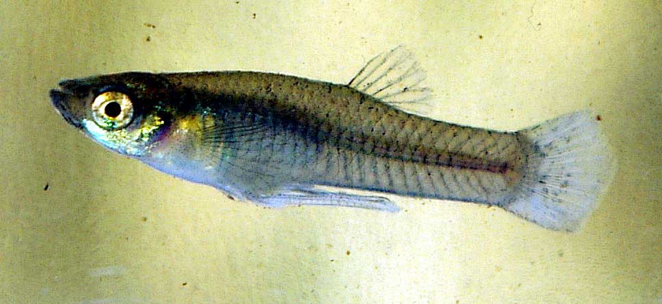 大肚鱼 Gambusia affinis