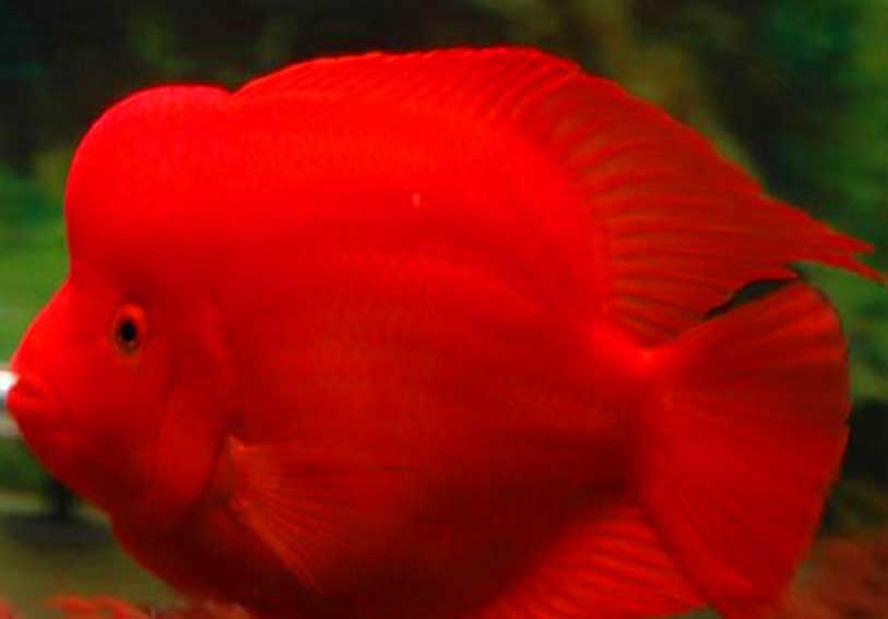 红魔鬼鱼品种简介及生活习性特点