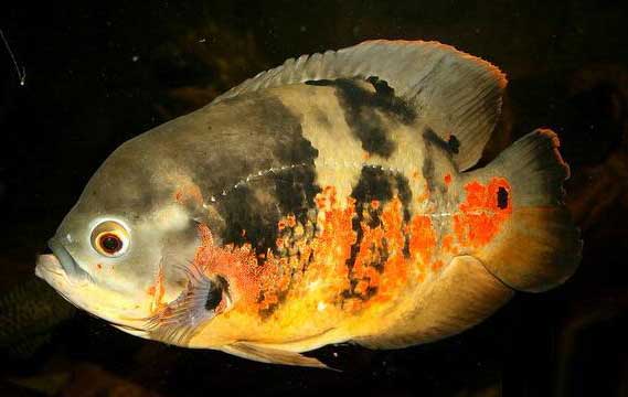 图丽鱼 tú lì yú  Astronotus ocellatus 猪仔鱼