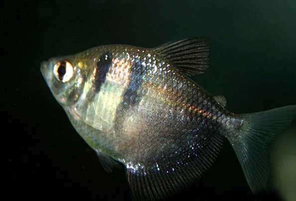 黑裙鱼种群分布与繁殖情况解读