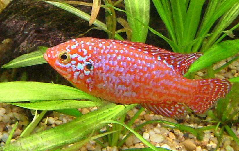 红宝石鱼生活习性及饲养方法