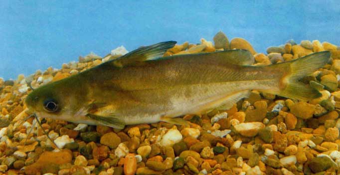 瓦氏黄颡鱼习性特点及分布情况