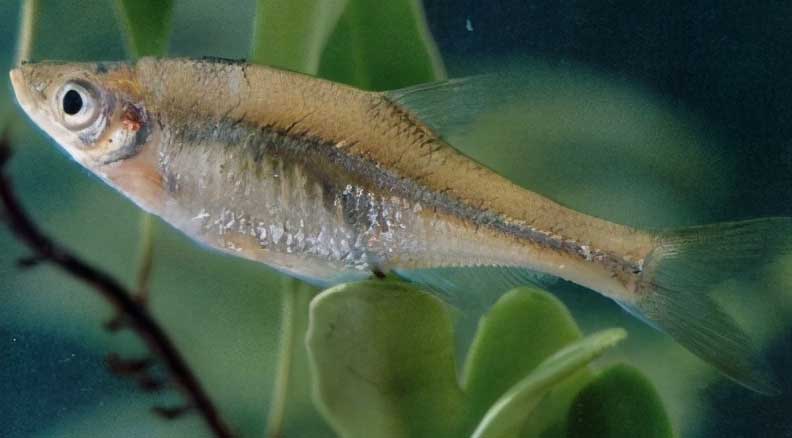 细长波鱼 xì zhǎng bō yú Rasbora daniconius