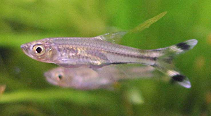 黑剪刀 hēi jiǎn dāo Rasbora trilineata(Steindachner, 1870)