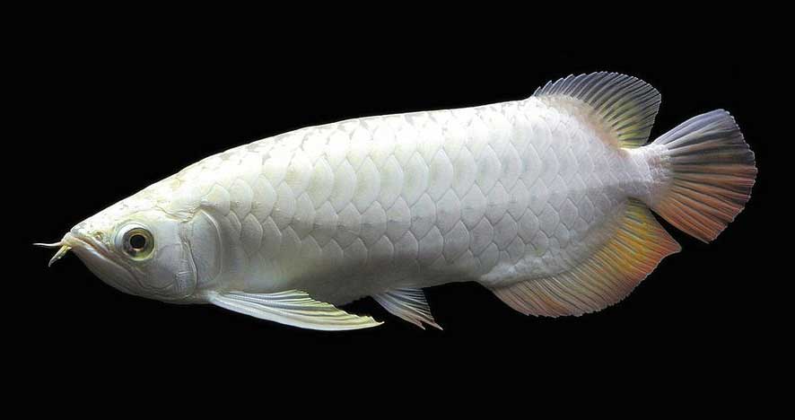 白金龙鱼与银龙鱼的区别在哪里？
