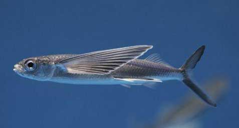 燕鳐 yàn yáo 飞鱼 Cypselurus agoo(Temminck et Schlegel,)