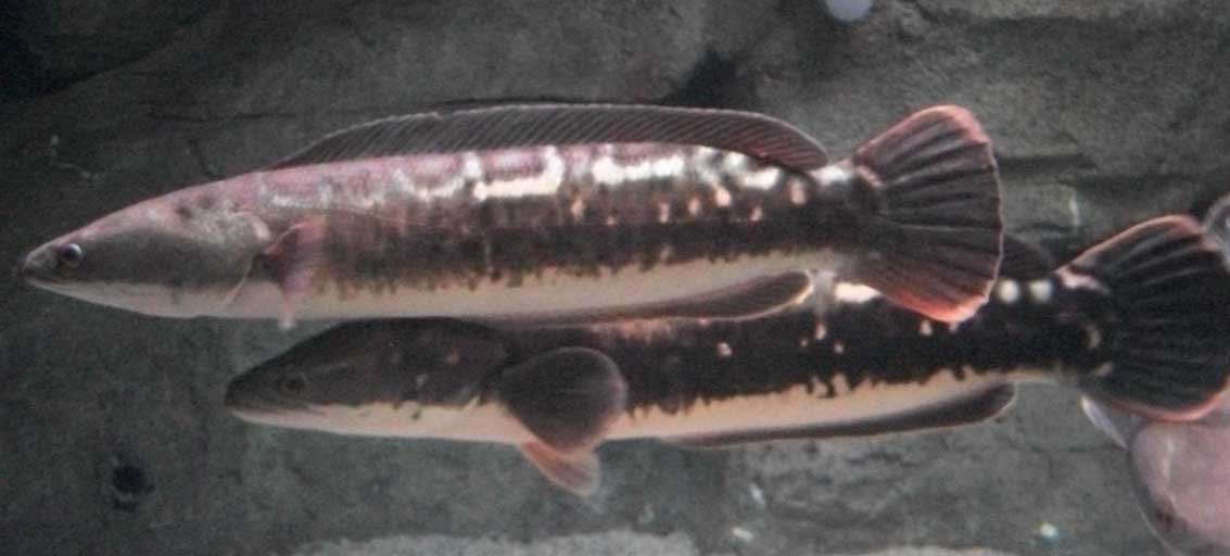 大铅笔鱼 ​dà qiān bǐ yú 大铅笔鱼，Anostomus anostomus