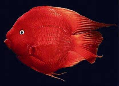 红元宝鹦鹉鱼形态与生物特征解读