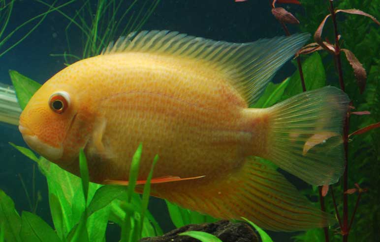 金菠萝鱼 jīn bō luó yú Cichlasoma severum