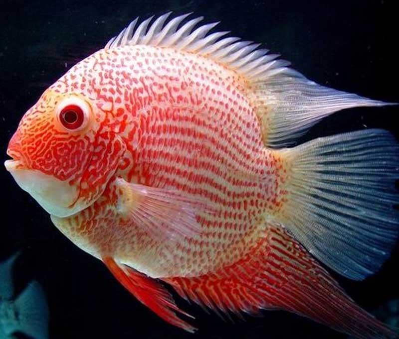 庄严丽体鱼 zhuāng yán lì tǐ yú Cichlasoma severum