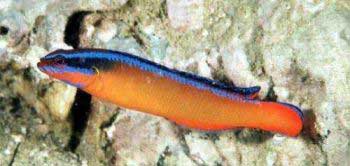 阿岛拟雀鲷 ā dǎo nǐ què diāo  Pseudochromis aldabraensis