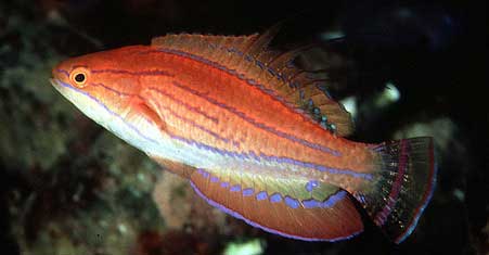 闪光龙 shǎn guāng lóng  Pseudochromis splendens