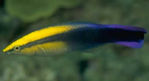 金飘飘 jīn piāo piāo  Hawaiian Cleaner Wrasse 金医生