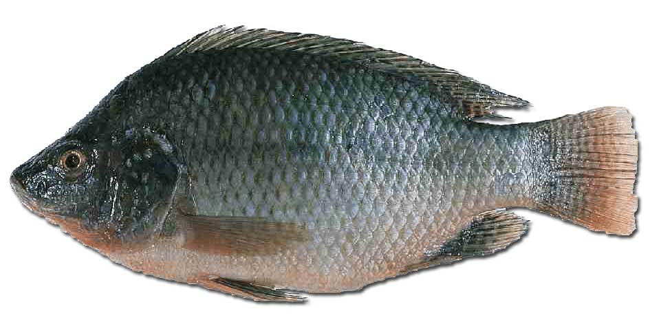 尼罗罗非鱼 ní luó luó fēi yú Oreochromis niloticus