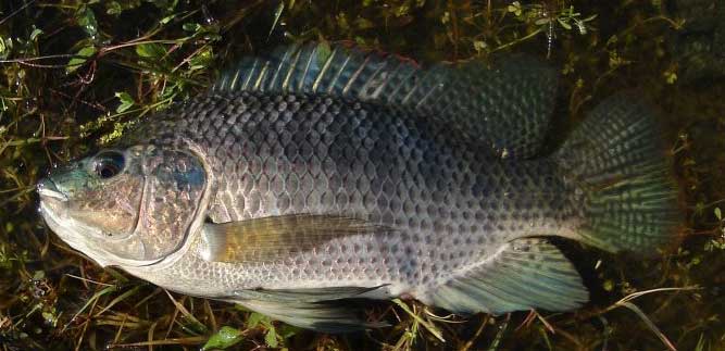 福寿鱼 fú shòu yú Oreochromis mossambicus (Peters, 1852)