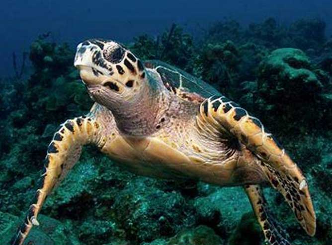 海龟的栖息环境和生活习性特点有