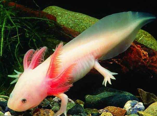 六角恐龙 liù jiǎo kǒng lóng Ambystoma mexicanum 墨西哥钝口螈