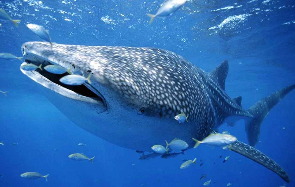 鲸鲨的栖息环境及生活习性解读