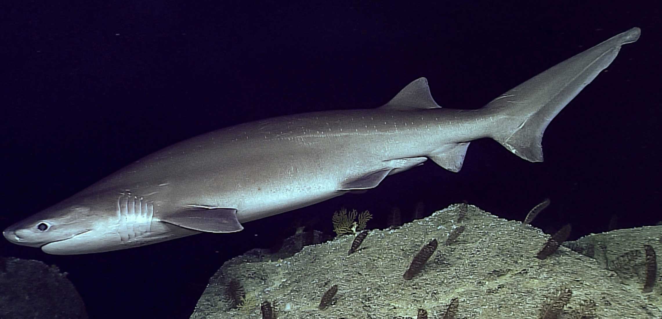 灰六鳃鲨生活习性及分布情况解读