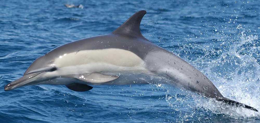 大西洋白海豚繁殖方式与保护现状解读