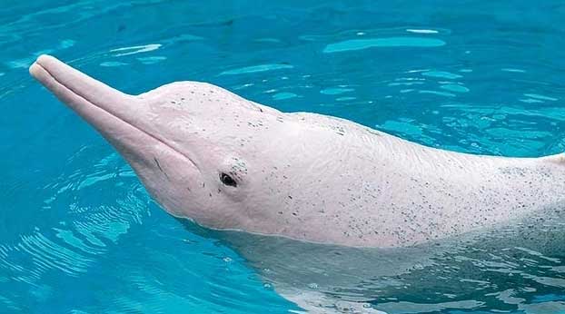 中华白海豚形态特征分享