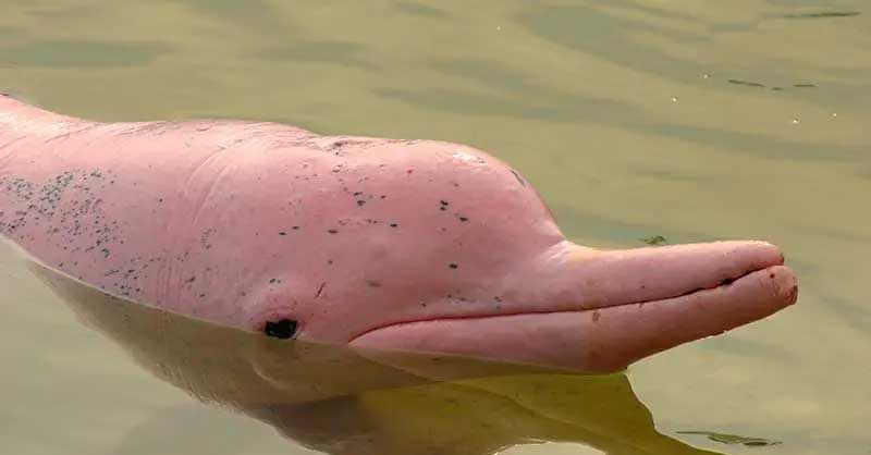 中华白海豚繁殖方式解读