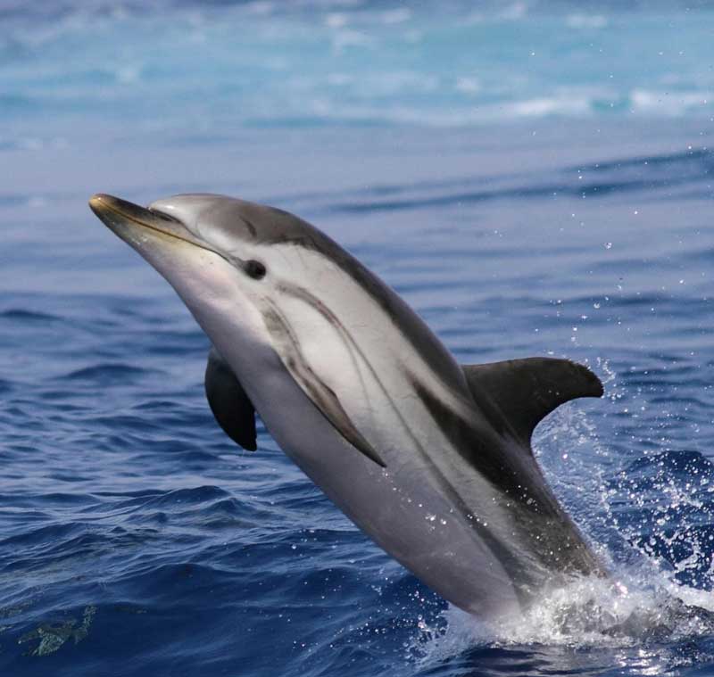 条纹原海豚栖息环境分布范围解读