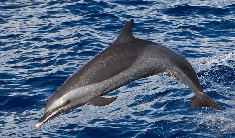 热带点斑原海豚繁殖方式解读