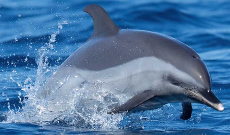 热带点斑原海豚的保护现状级别解读