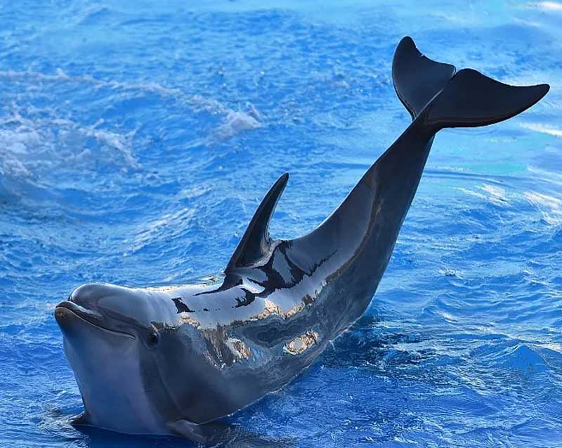 真海豚保护级别怎样？